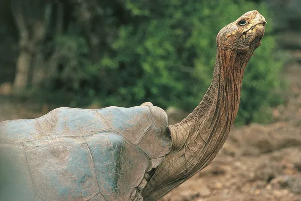Giant Tortoise