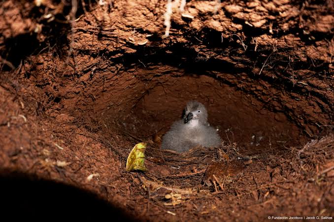 Petrels