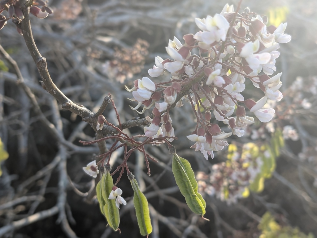 Matazarno — Piscidia carthagenensis, a native species planted during the reforestation experience