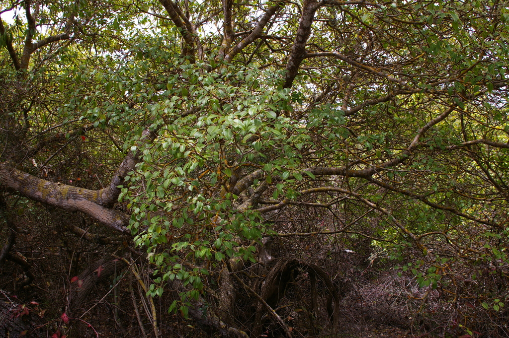 Manzanillo — Hippomane mancinella, a native species planted during the reforestation experience