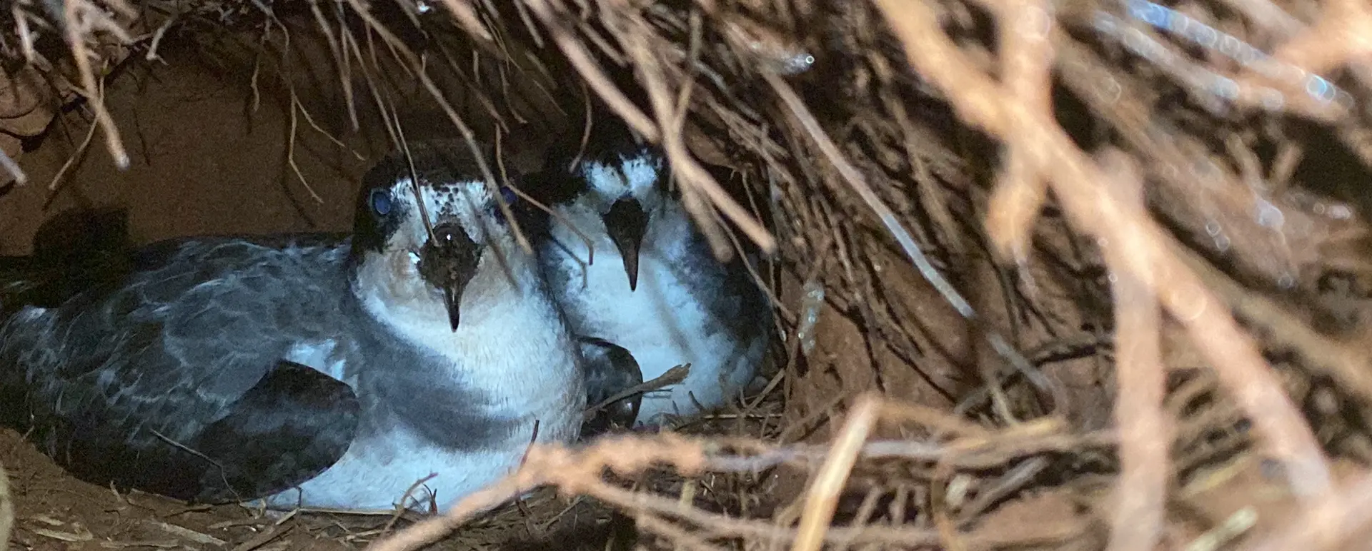 Galápagos Petrel pair inside their nesting burrow