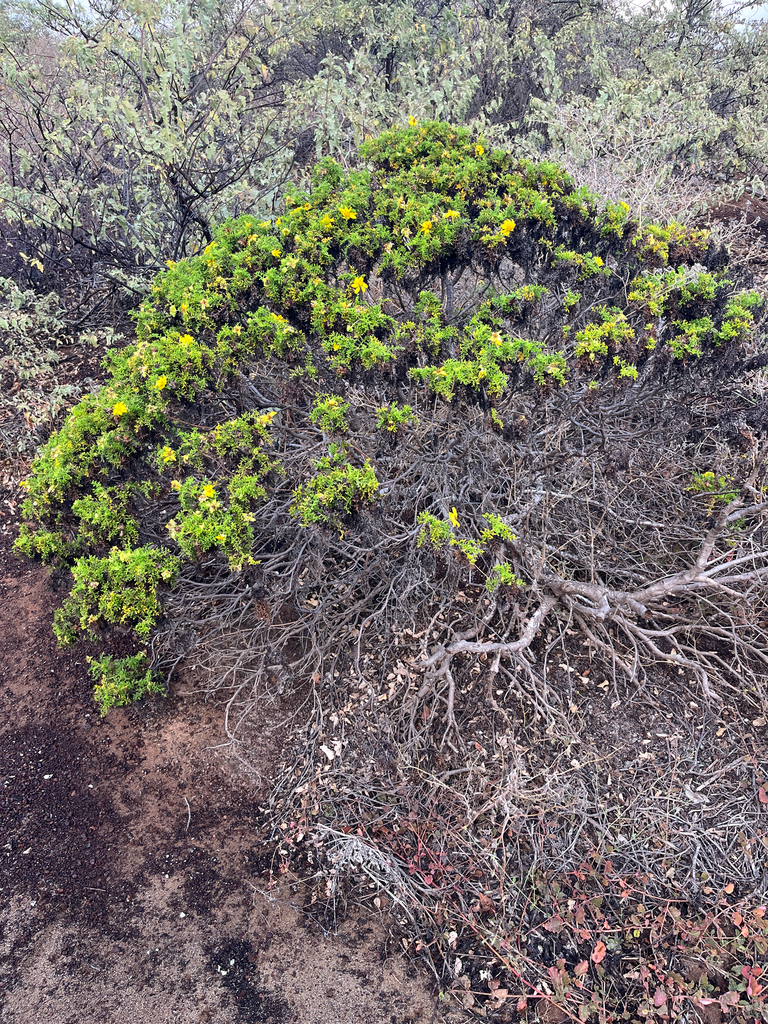 Lecocarpus — Lecocarpus pinnatifidus, a native species planted during the reforestation experience