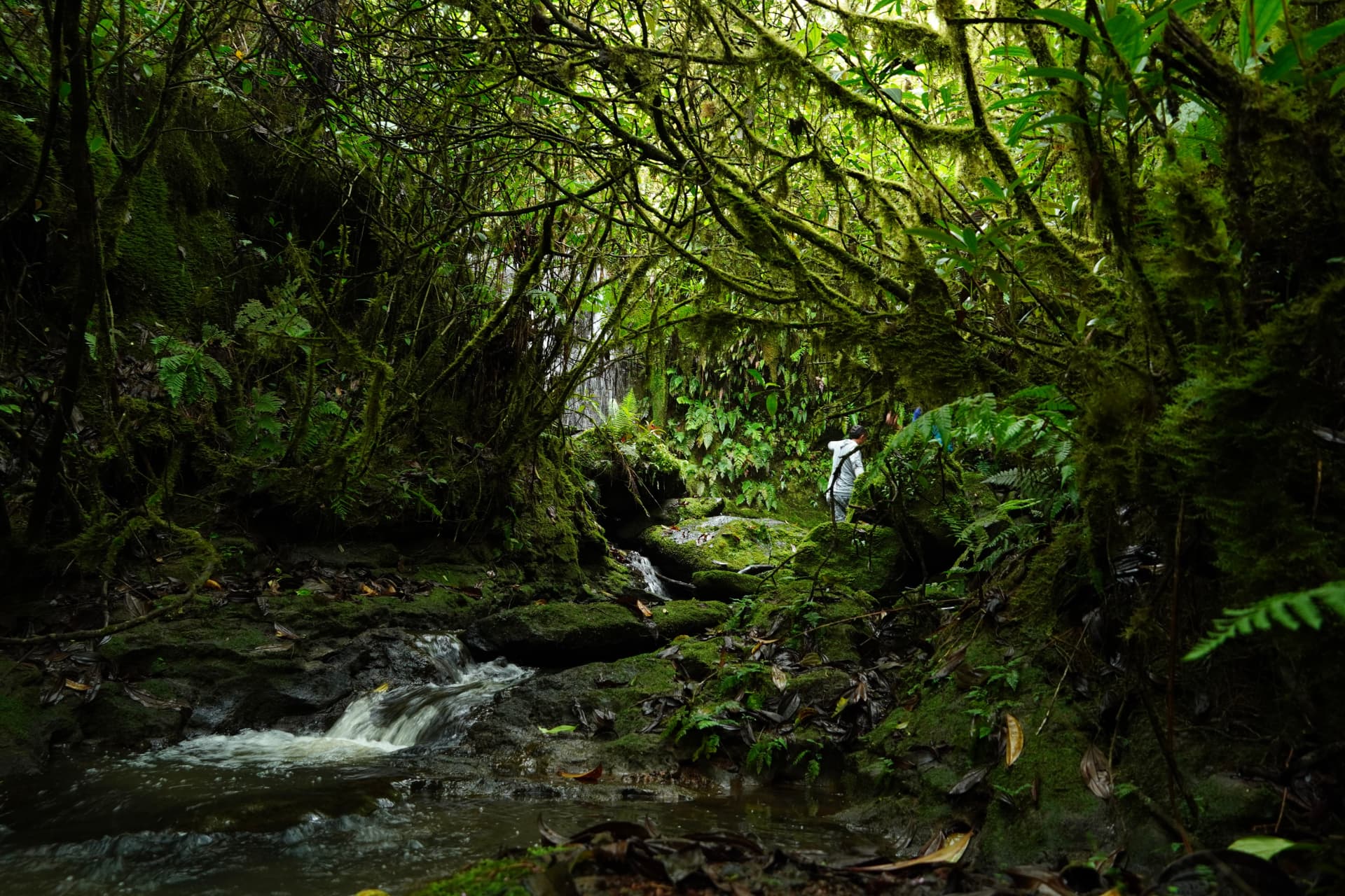 Moss-covered stream winding through the endemic highland forest