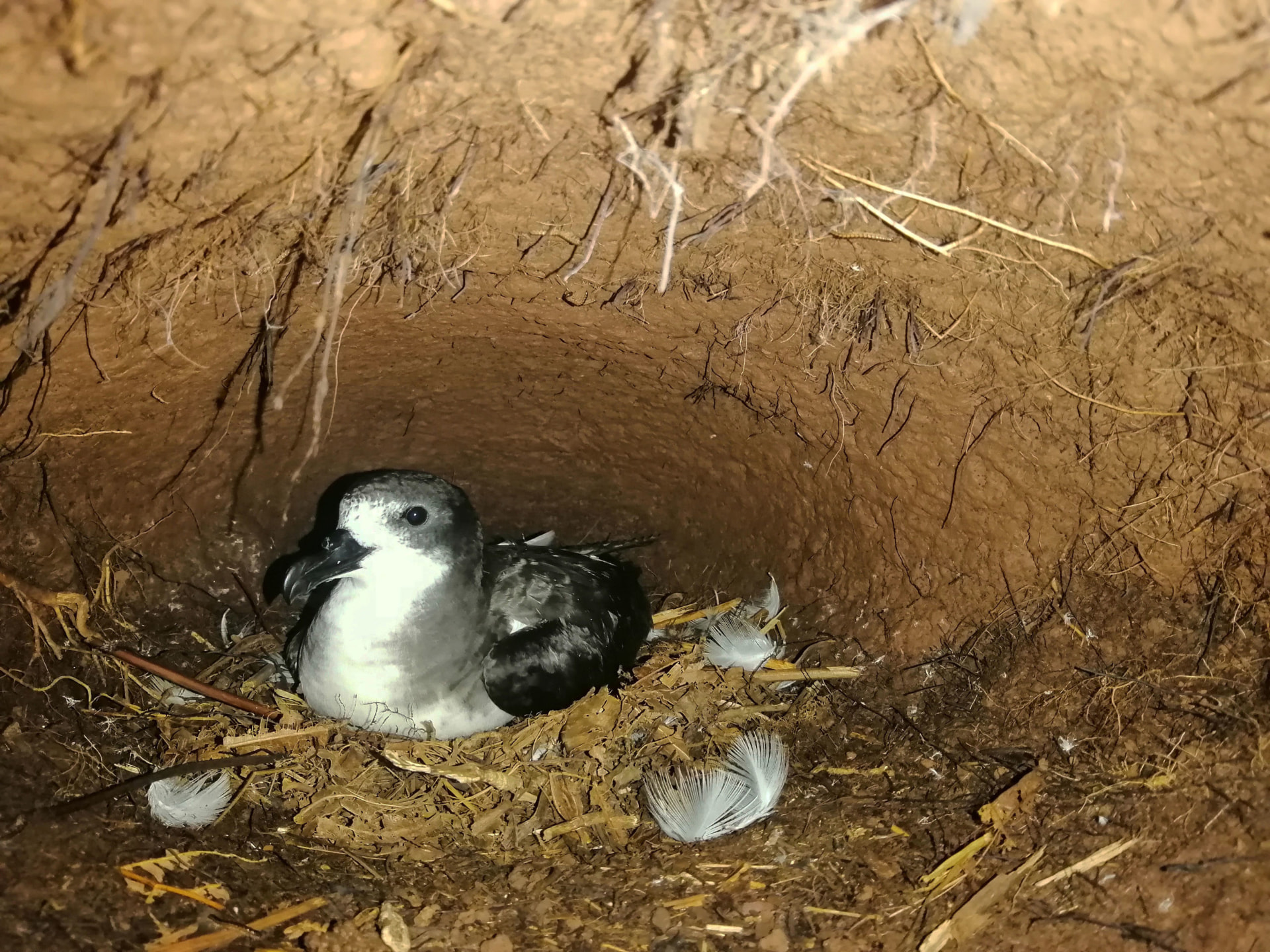 Petrel Conservation Experience