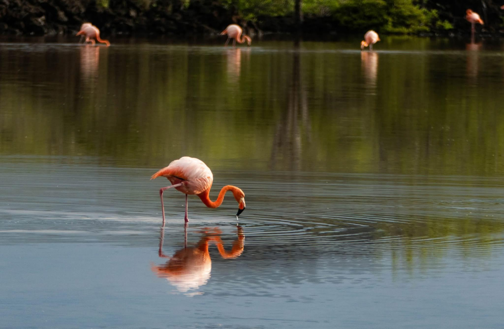 Galápagos flamingos feeding in a Floreana lagoon