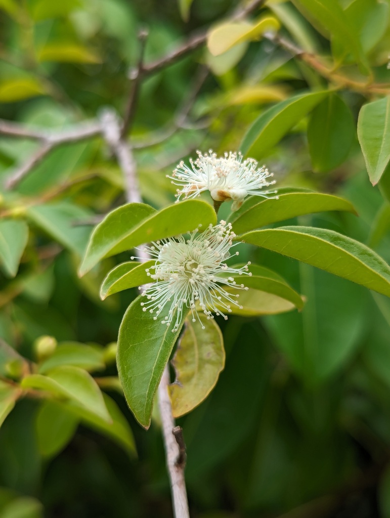 Guayabillo — Psidium galapageium, a native species planted during the reforestation experience