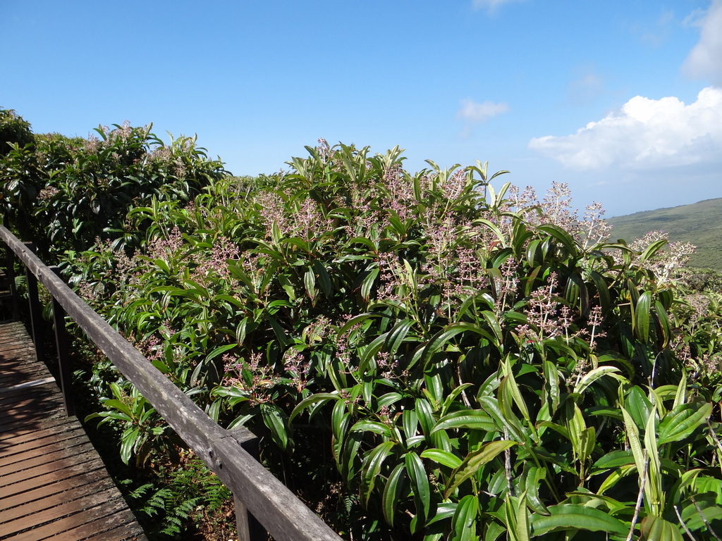 Miconia — Miconia robinsoniana, a native species planted during the reforestation experience