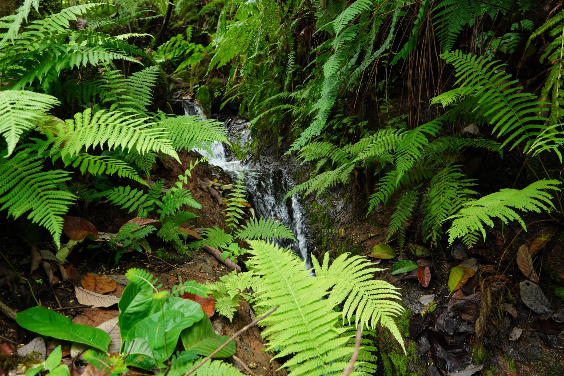 Tree ferns beside a small stream in the endemic highland forest