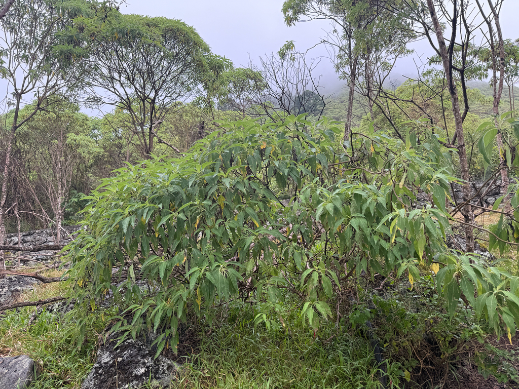 Scalesia — Scalesia pedunculata, a native species planted during the reforestation experience