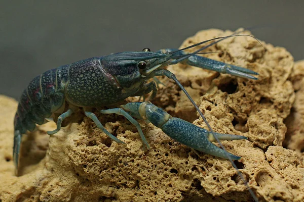 Crawfish