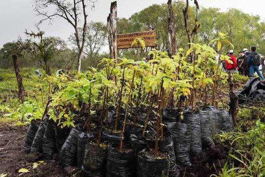 Reforestation