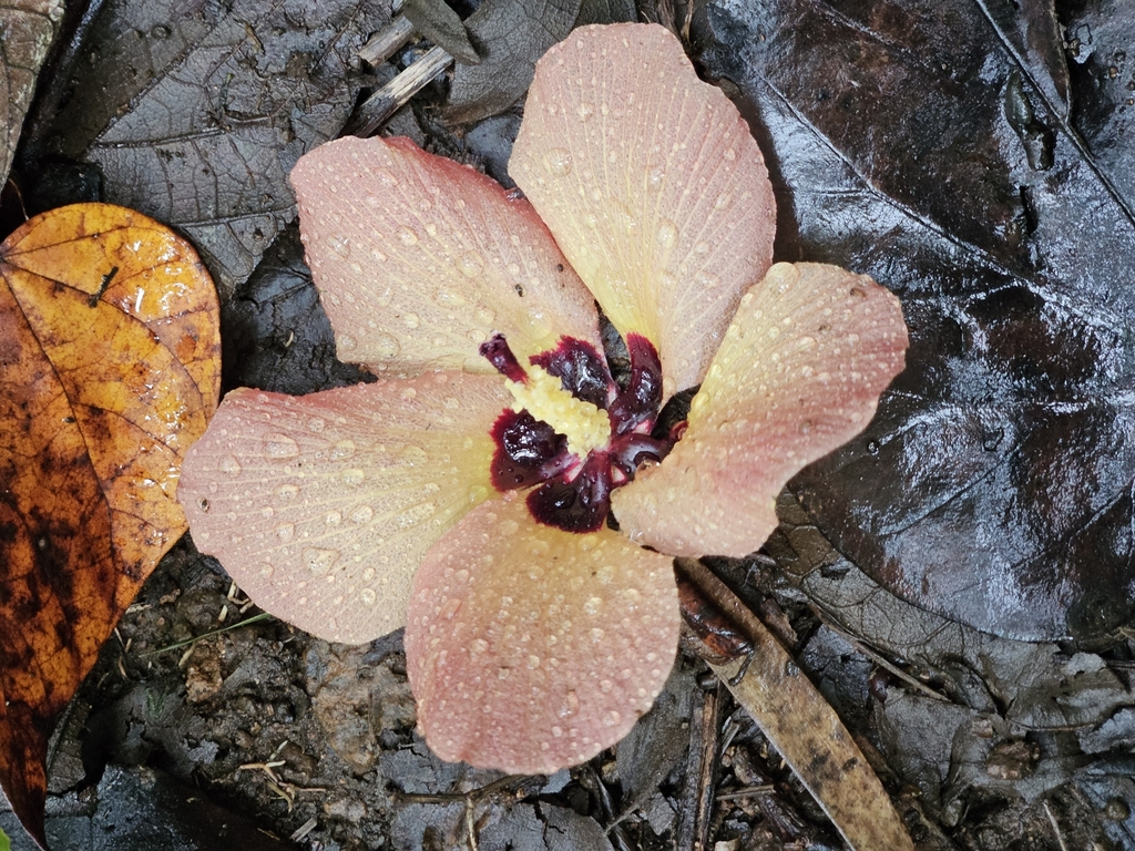Majagua — Hibiscus tiliaceus, a native species planted during the reforestation experience