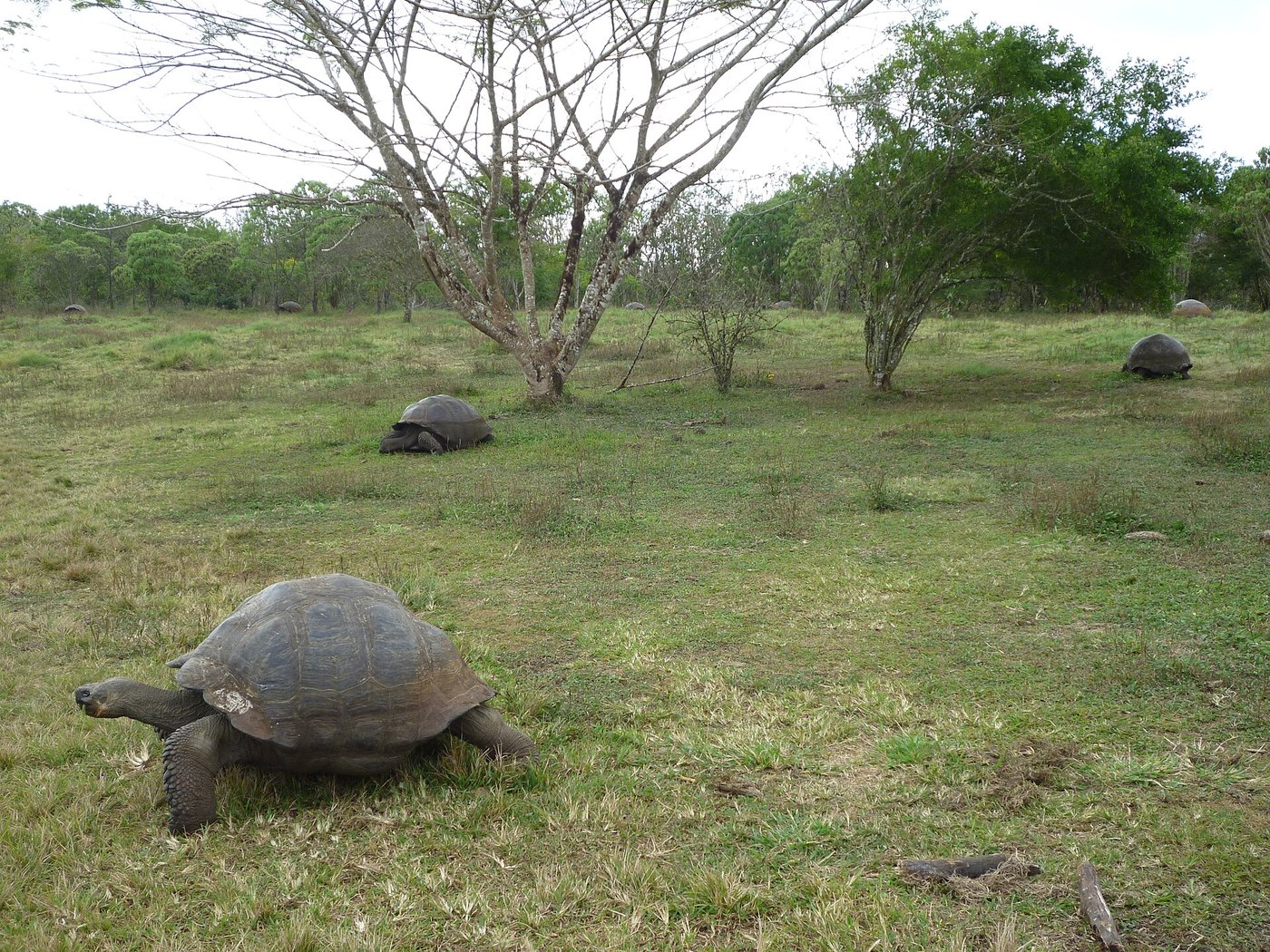 Santa Cruz Highlands in the Galápagos