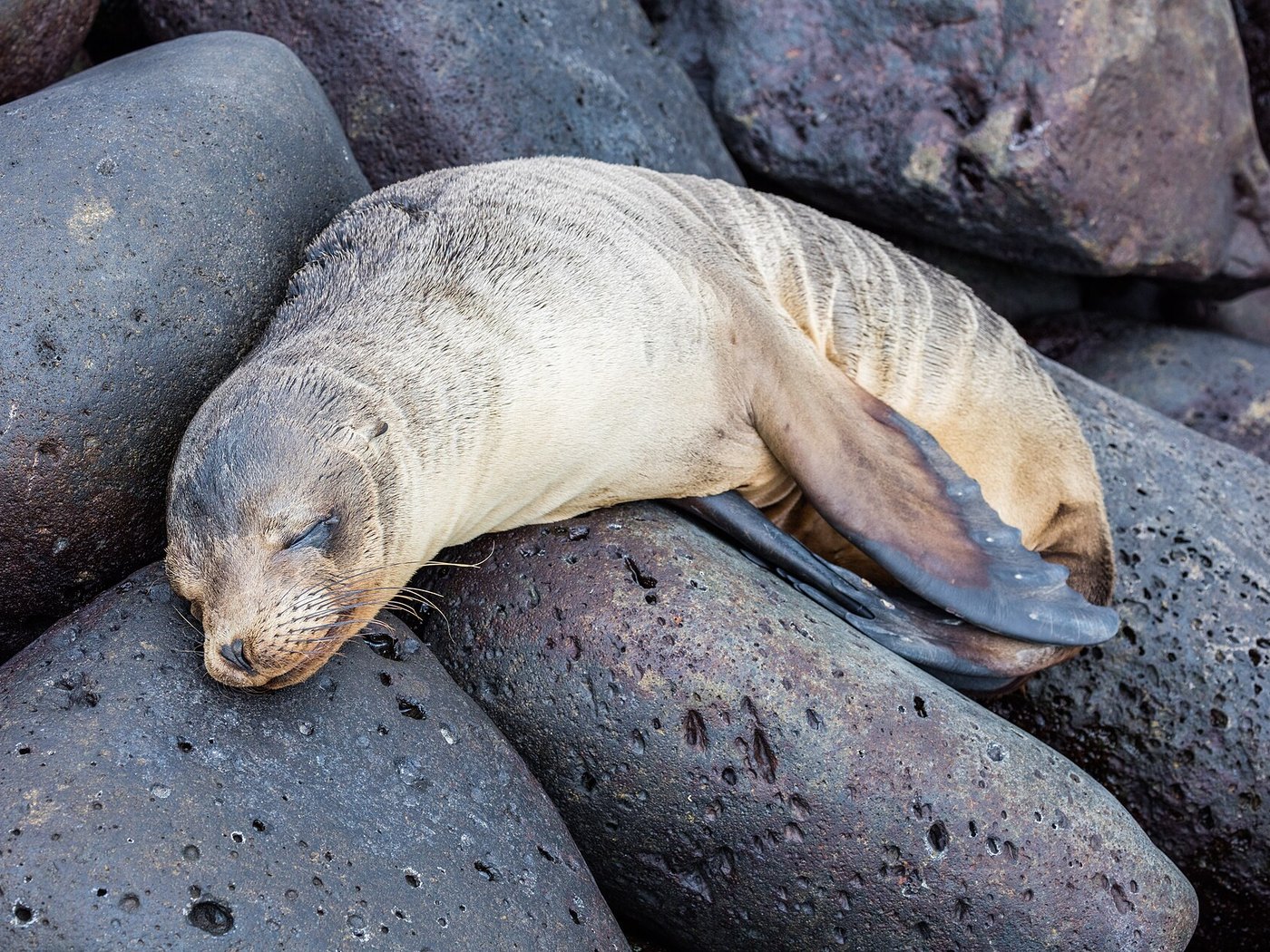 Isla Lobos in the Galápagos