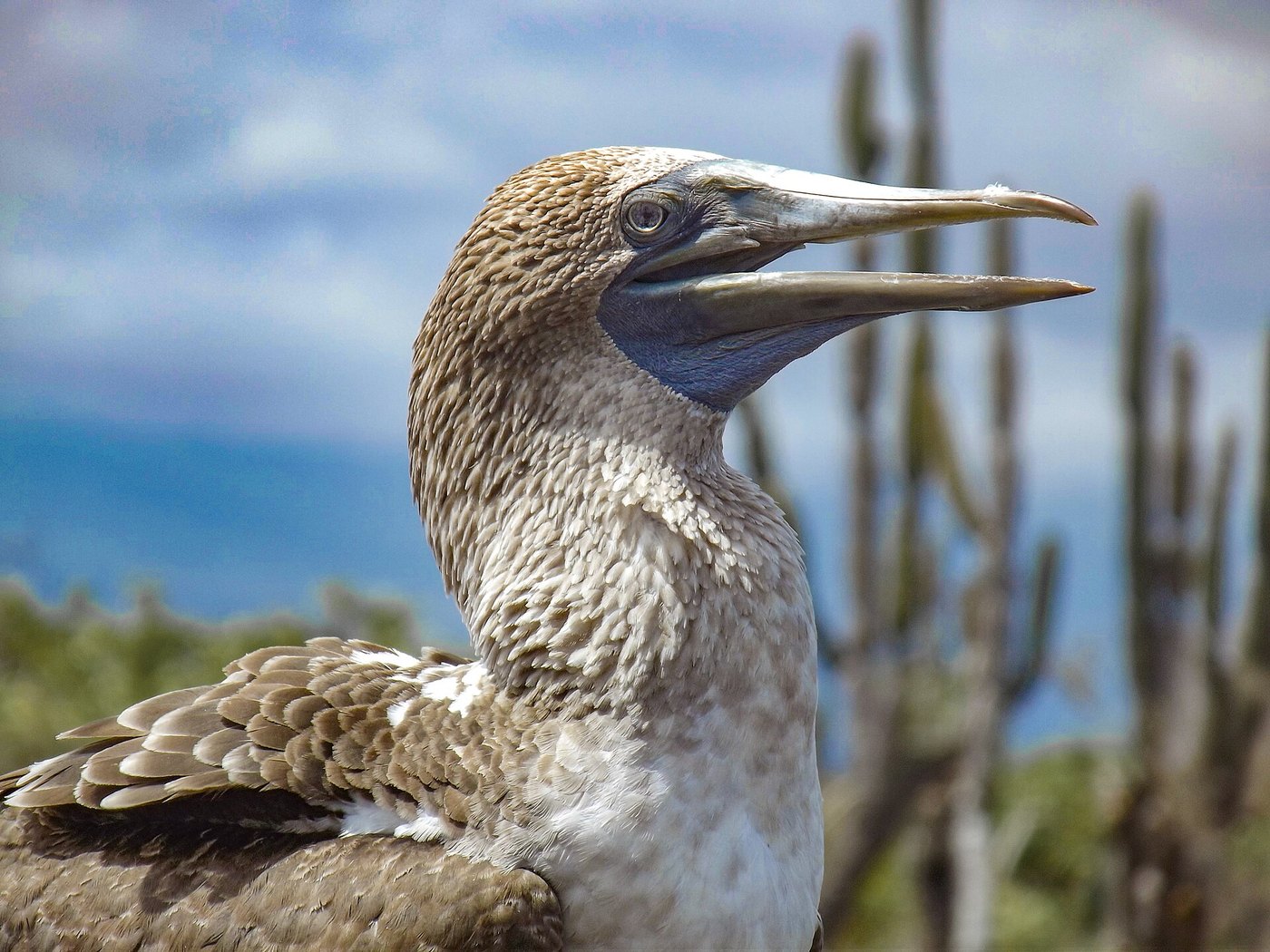 Los Túneles · Cabo Rosa in the Galápagos