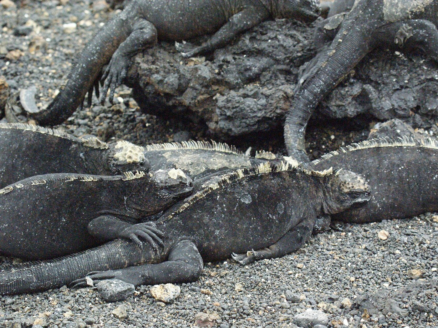Las Tintoreras in the Galápagos
